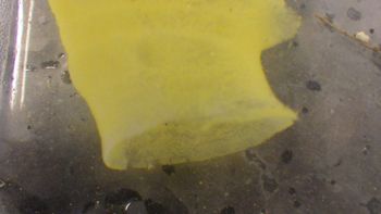 Media type: image;   Invertebrate Zoology 153113 Description: live specimen;